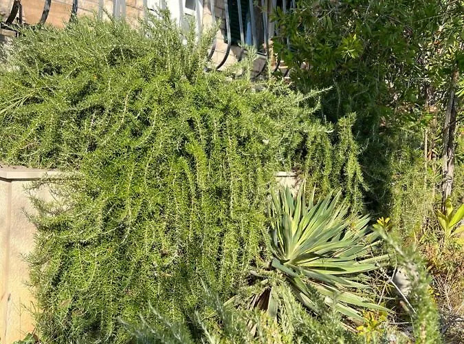 Garden Apartamento Selca (Brac)